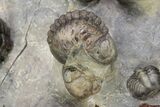 Cluster Of + Austerops Trilobite & Harpid - Jorf, Morocco #356935-8